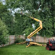 Best Tree Health Inspection  in Felton, CA