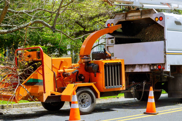 How Our Tree Care Process Works  in Felton, CA