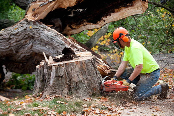 Best Tree Trimming and Pruning  in Felton, CA