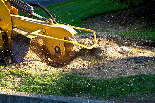 Best Tree Mulching  in Felton, CA